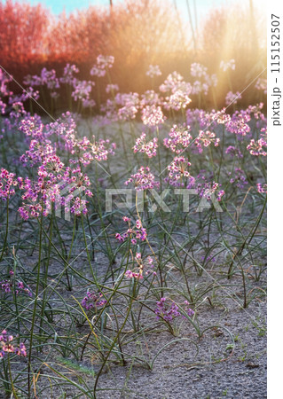 夕日で輝くラッキョウの花　鳥取県北栄町 115152507