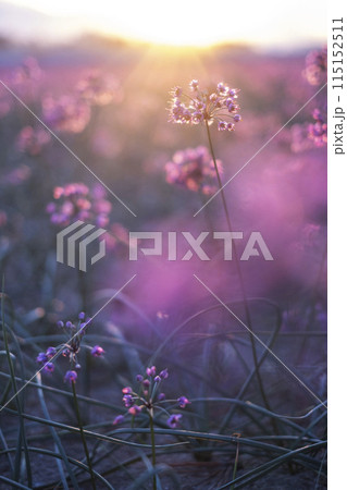 夕日で輝くラッキョウの花　鳥取県北栄町 115152511