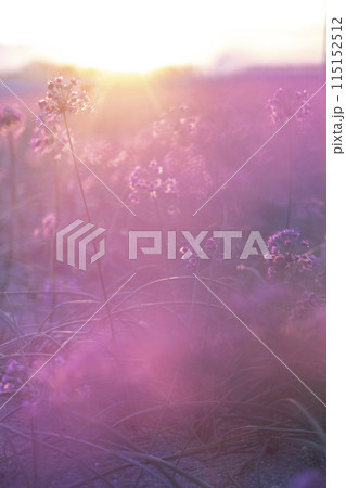 夕日で輝くラッキョウの花　鳥取県北栄町 115152512