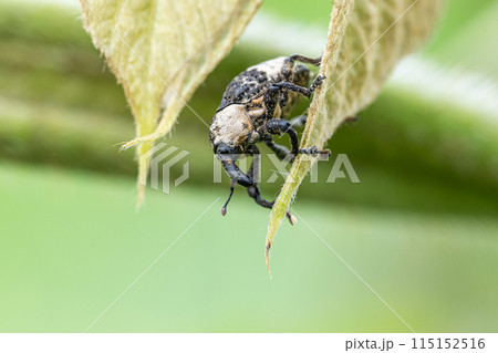 オジロアシナガゾウムシ 115152516