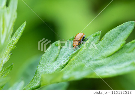 ウリハムシ 115152518