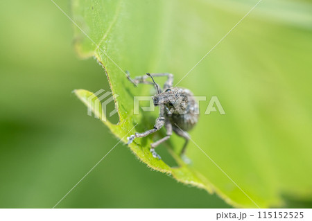 コフキゾウムシ コフキゾウムシ 115152525