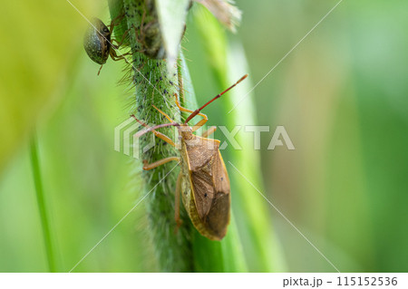 ホシハラビロヘリカメムシ 115152536