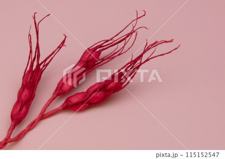 A striking red decorative spikelet texture set against a soft pink background, offering ample copy space for text. A striking red decorative spikelet texture set against a soft pink background, offering ample copy space for text. 115152547