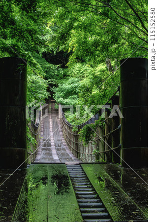 茨城県高萩市　花貫渓谷　新緑の汐見滝吊り橋 115152580