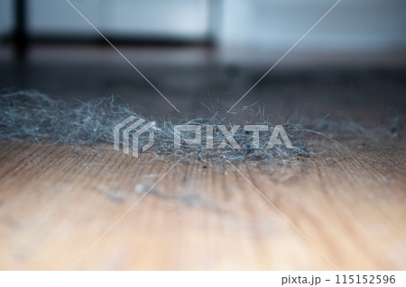 Dust clods on the floor, dirty floor, cleaning service concept Dust clods on the floor, dirty floor, cleaning service concept 115152596