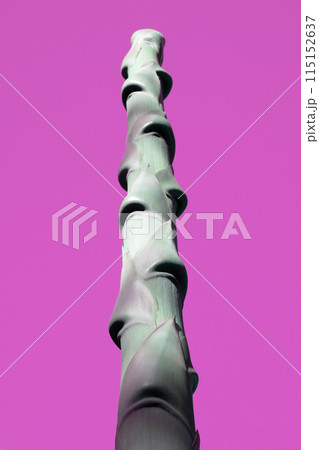 Unusual colorful tropical trees with fallen leaves, background 115152637