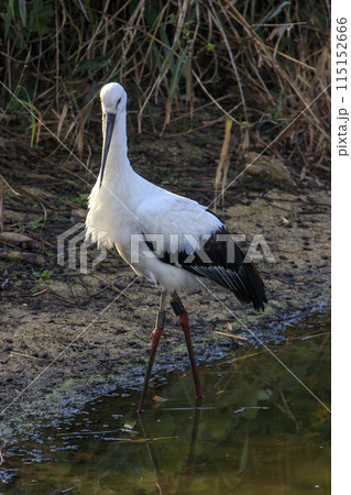 水辺の国の天然記念物コウノトリ 水辺の国の天然記念物コウノトリ 115152666