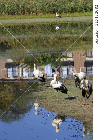 水辺に集う国の天然記念物コウノトリ 115152682