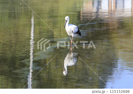 水辺の国の天然記念物コウノトリ 水辺の国の天然記念物コウノトリ 115152686