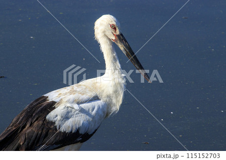 水辺の国の天然記念物コウノトリ 水辺の国の天然記念物コウノトリ 115152703