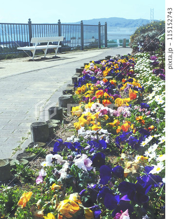 カラフルなお花と明石海峡大橋 展望公園 【縦構図】 カラフルなお花と明石海峡大橋 展望公園 【縦構図】 115152743