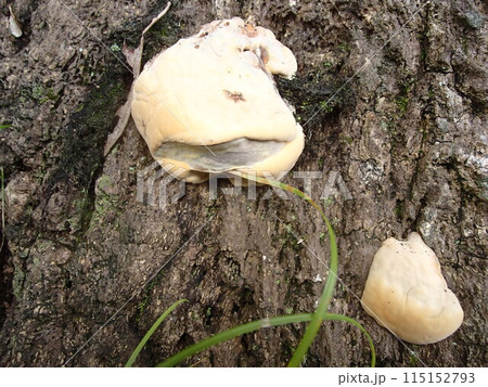 里山 里山 115152793