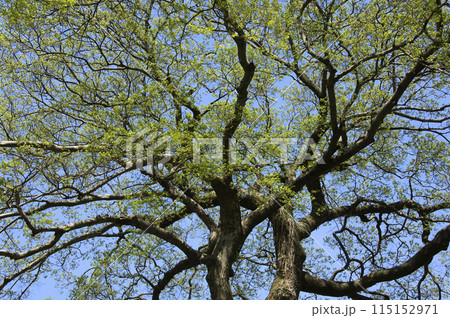 春の新緑の木 115152971