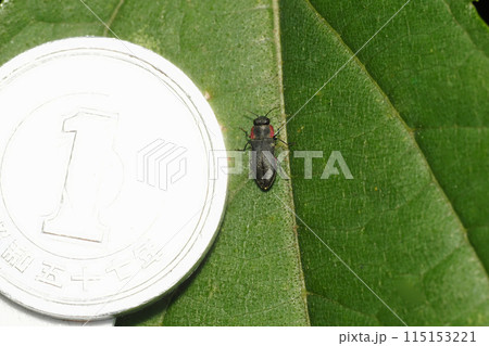 フチトリヒメヒラタタマムシと一円硬貨 フチトリヒメヒラタタマムシと一円硬貨 115153221