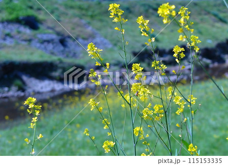 川沿いの土手に咲いている、黄色いセイヨウカラシナの花（背景ボケ） 115153335