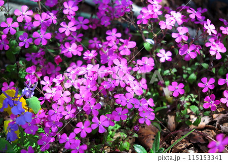 花壇に地植えの、ツルコザクラのパープルの花 花壇に地植えの、ツルコザクラのパープルの花 115153341