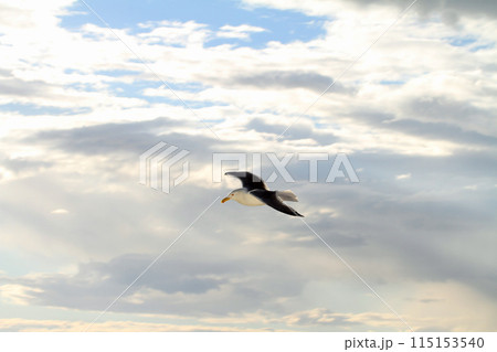 サンクトペテルブルグの港湾のカモメ サンクトペテルブルグの港湾のカモメ 115153540