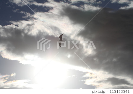 サンクトペテルブルグの港湾の空を飛ぶカモメ サンクトペテルブルグの港湾の空を飛ぶカモメ 115153541