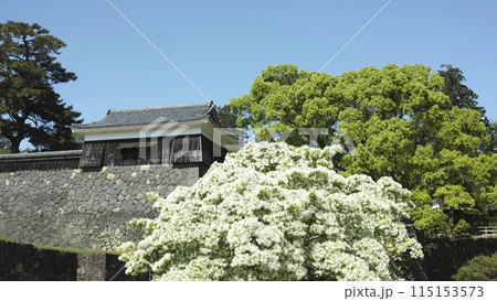 松江城の二の丸下の段から見た太鼓櫓 115153573