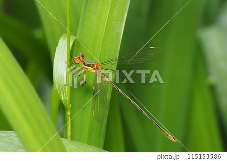 アオイトトンボ（未成熟・オス） 115153586