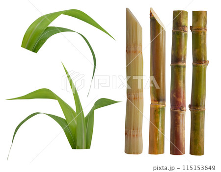Sugar cane isolated on white background Sugar cane isolated on white background 115153649