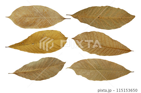 dry leaf or dead leaf isolated on white background 115153650