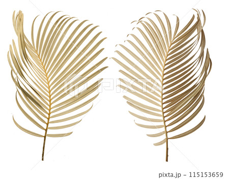 Tropical palm leaf isolated on whit background Tropical palm leaf isolated on whit background 115153659