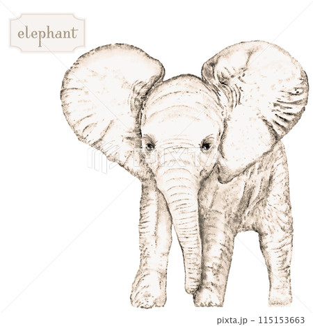 線画タッチの子供の象・アフリカゾウ・ぞう・小象 115153663