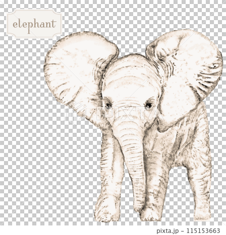 Line drawing of baby elephant, African elephant, elephant, baby elephant 115153663