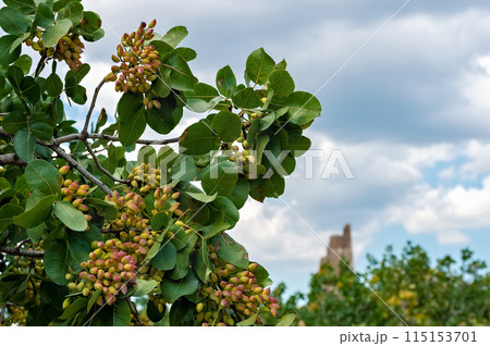 View of a pistachio bunch on tree and ancient ruined tower in the distance 115153701