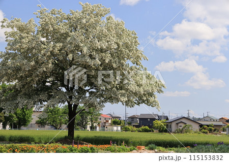 満開となったナンジャモンジャの木 115153832