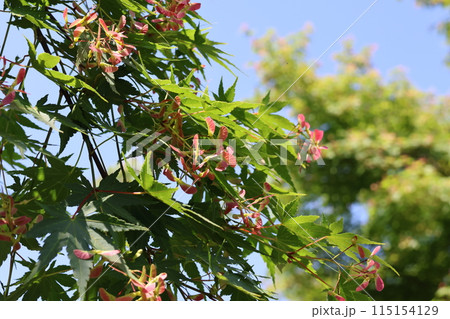 もみじの色づいた実 115154129