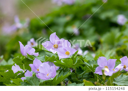 シラネアオイ シラネアオイ 115154248