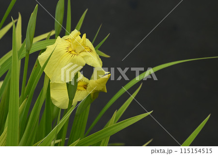 愛知の輝・花菖蒲 115154515