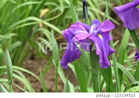 旭丸・花菖蒲 旭丸・花菖蒲 115154525