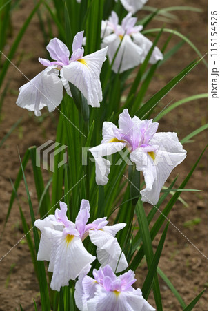 夏待姫・花菖蒲 115154526