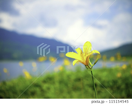 野反湖湖畔のキスゲ 115154545