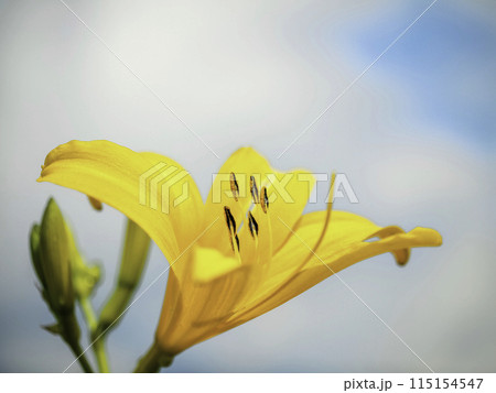 ノゾリキスゲの花びら 115154547