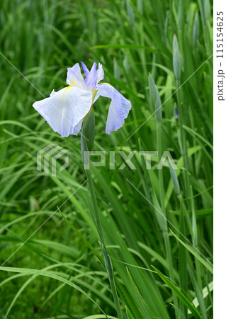 水の光・花菖蒲 115154625
