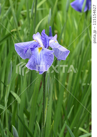 青柳・花菖蒲 115154627