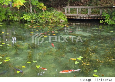 通称モネの池散策・14(岐阜県関市板取) 通称モネの池散策・14(岐阜県関市板取) 115154658