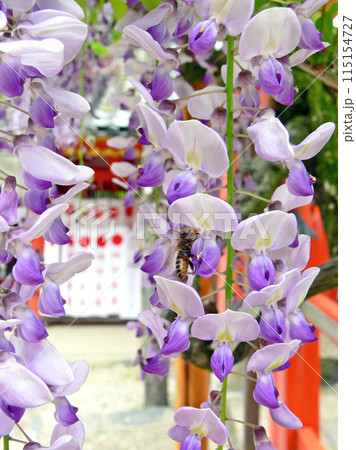 春日大社の藤 115154727