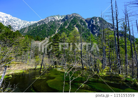 【上高地】岳沢湿原_03 【上高地】岳沢湿原_03 115155359