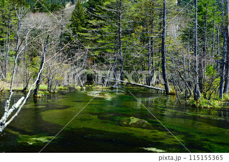 【上高地】岳沢湿原_09 【上高地】岳沢湿原_09 115155365