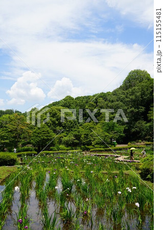 東京都町田市の薬師池公園の花しょうぶの風景 115155481