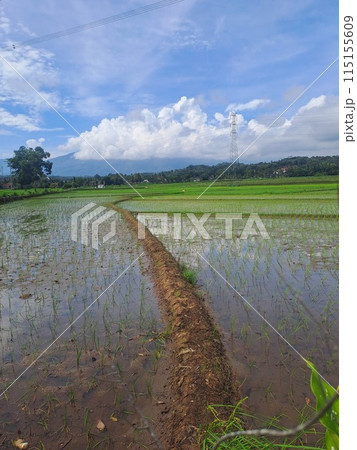 rice fields in the countryside Salatiga, Indonesia 115155609