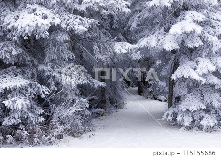 Snowy winding hiking trail among big tall fir trees covered with hoarfrost  in the forest in silent day. 115155686