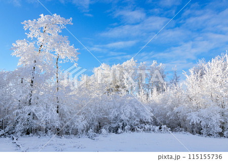 Idyllic winter scene in prairies - field cowered with white snow, row of trees with hoarfrost and a blue sky. Idyllic winter scene in prairies - field cowered with white snow, row of trees with hoarfrost and a blue sky. 115155736