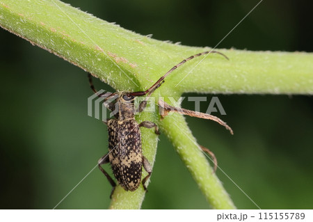 生き物　昆虫　シラオビゴマフケシカミキリ、名前通りの姿。五ミリから一センチ弱の小さなカミキリムシ 115155789